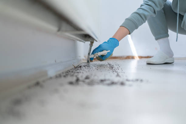 Best Pest Control Treatment  in Angustura, NM